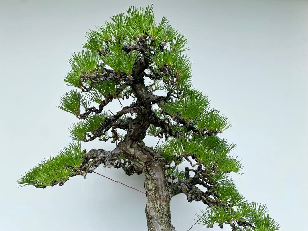 白木盆栽園　大品　黒松　樹高81センチ　盆栽黒松赤松五葉松真柏雑木趣味プ観葉植物