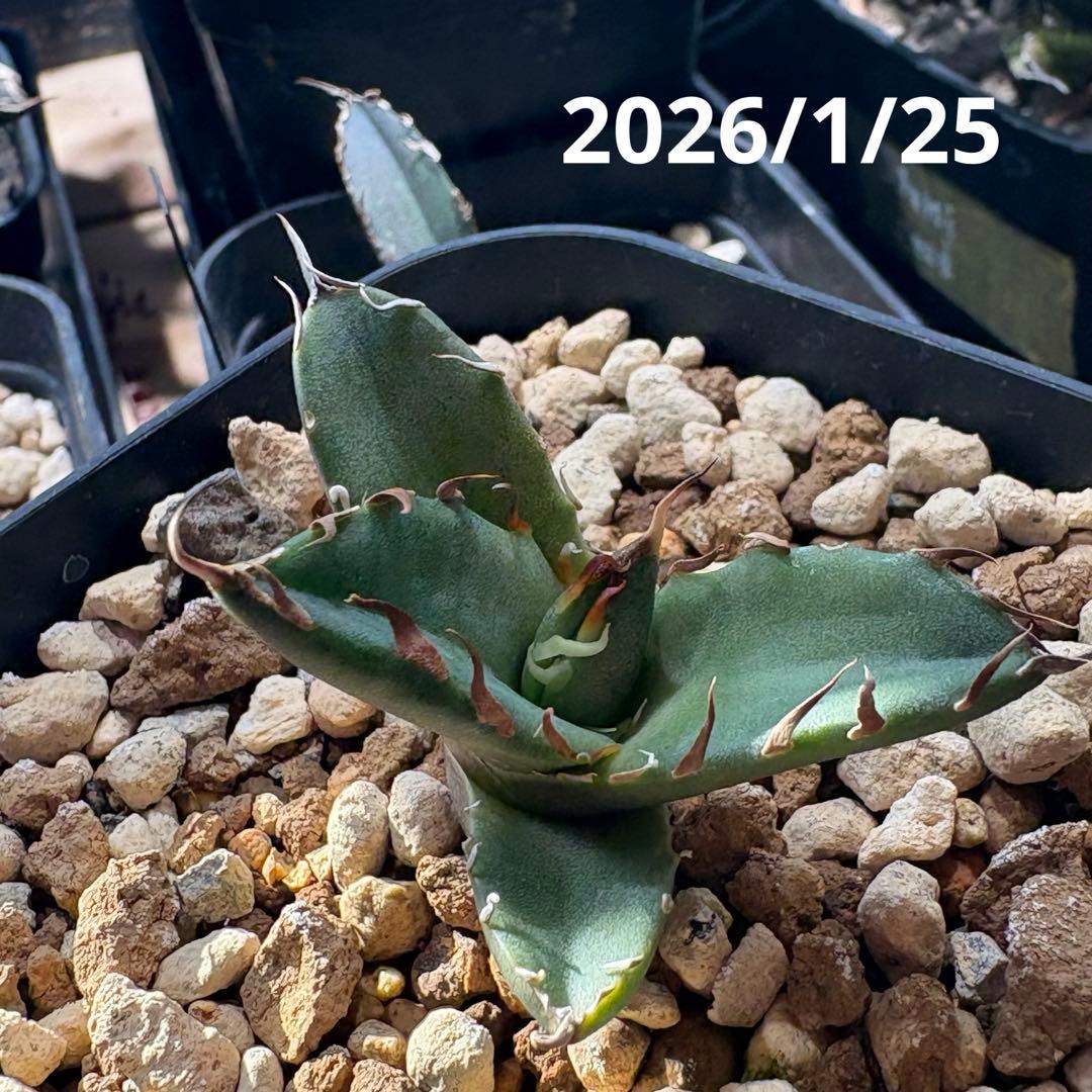 アガベ オテロイ　オアハカ　現地球　子株　チタノタ