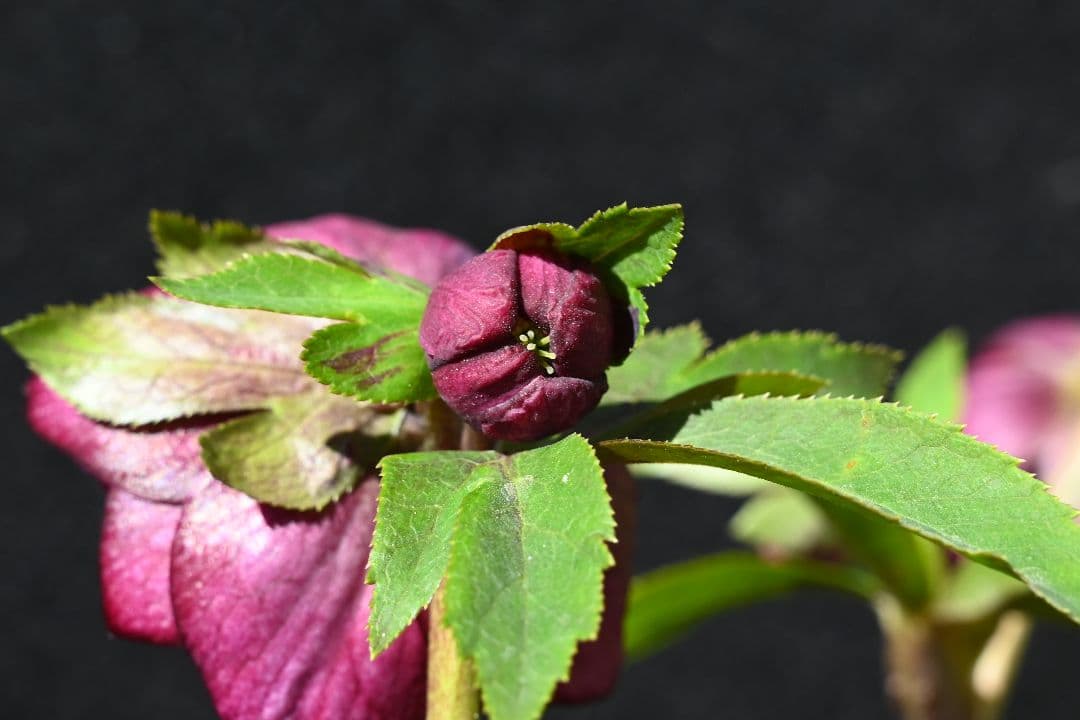 クリスマスローズ　認定シャガール　加藤農園