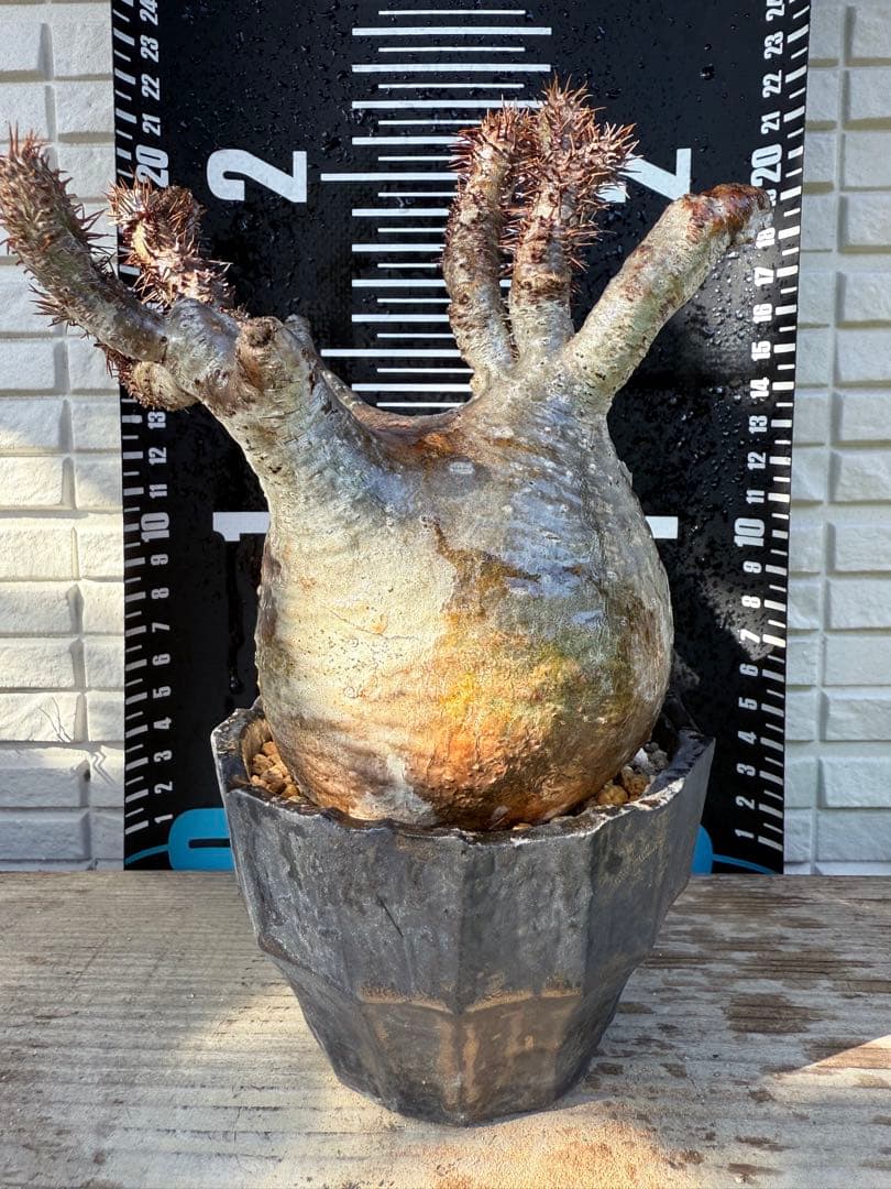 12/16まで割引中　現地球　パキポディウム　グラキリス　鉢付き　雷土