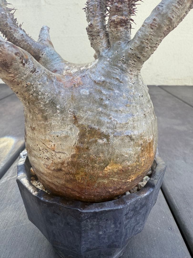 12/16まで割引中　現地球　パキポディウム　グラキリス　鉢付き　雷土