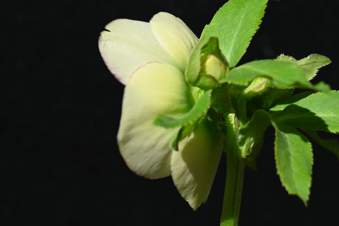 クリスマスローズ　認定モーリー　メビウス交配　加藤農園