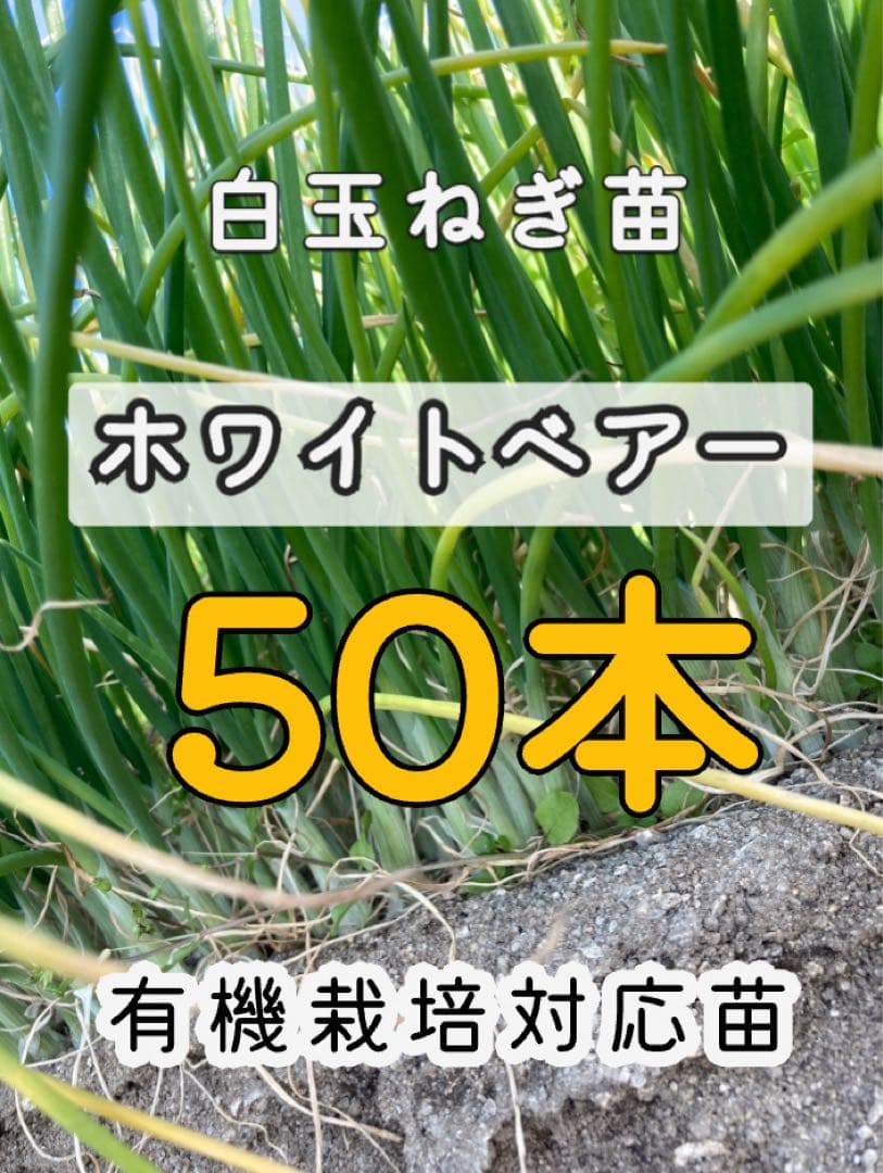 ていちゃん　玉ねぎ苗