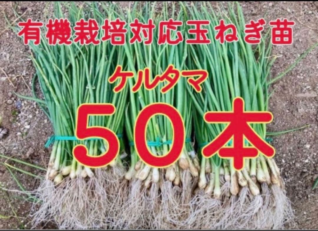 ていちゃん　玉ねぎ苗