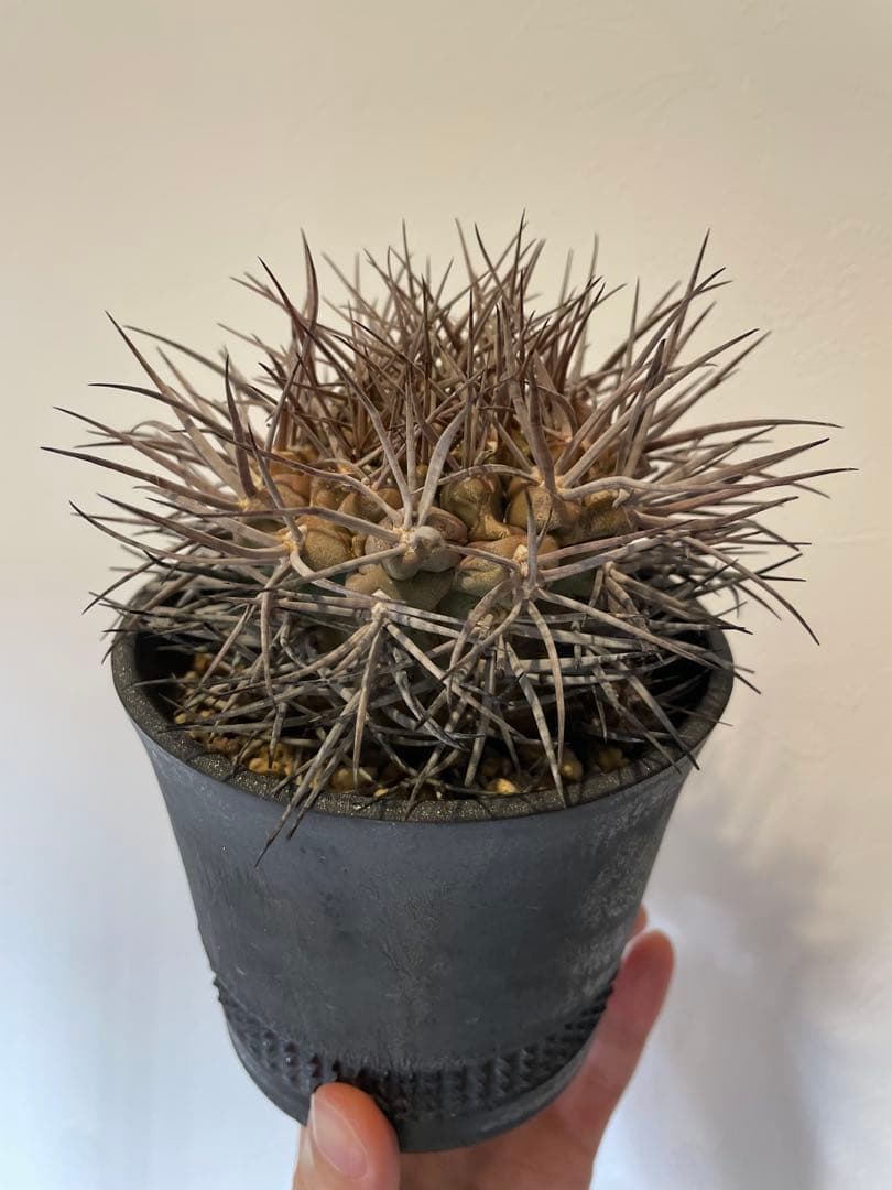 大株　魔天竜　spicygem鉢付き