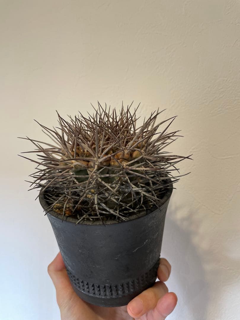 大株　魔天竜　spicygem鉢付き