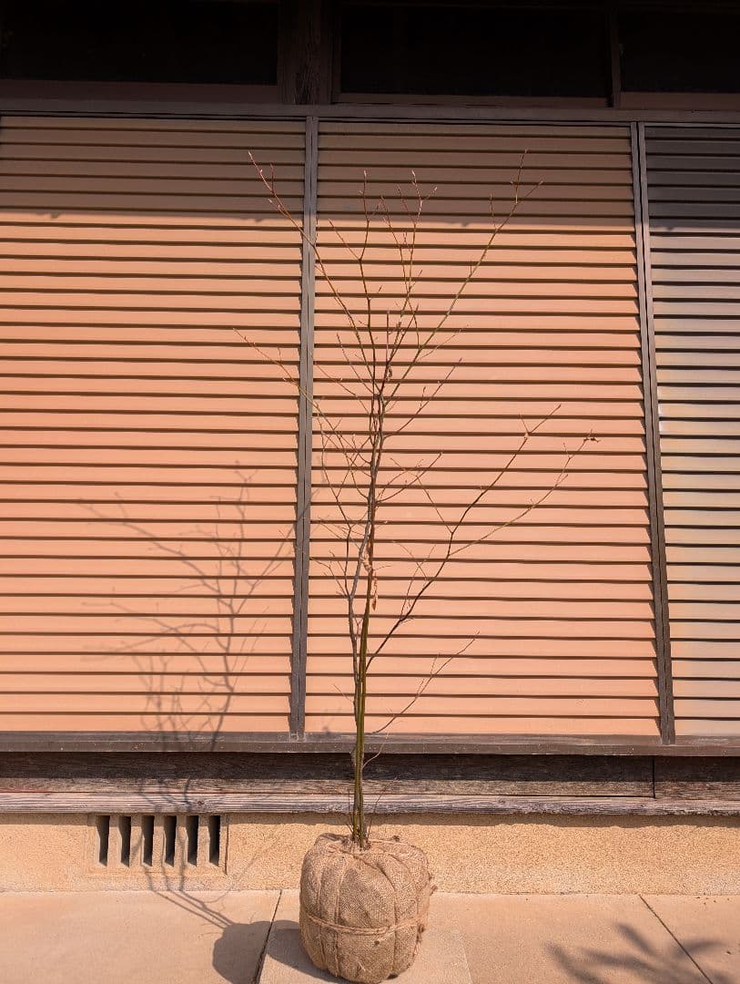 クロモジ　株立　①