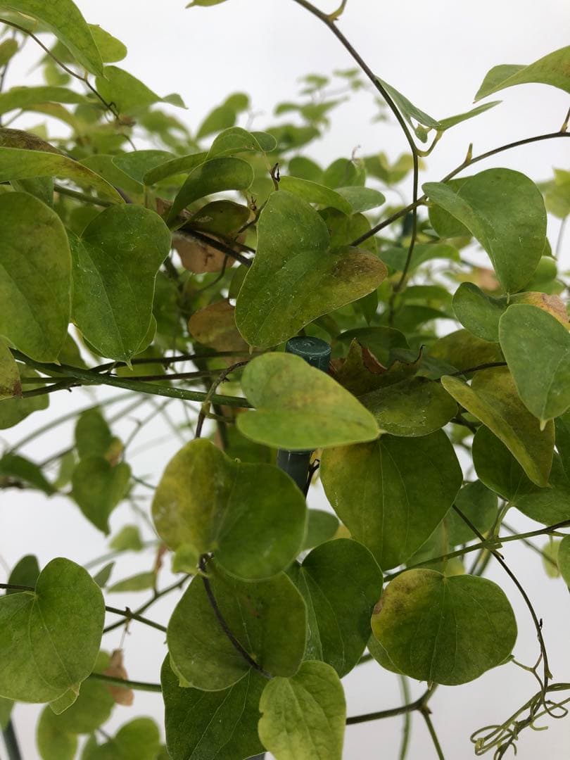 アフリカ亀甲竜　5号角鉢