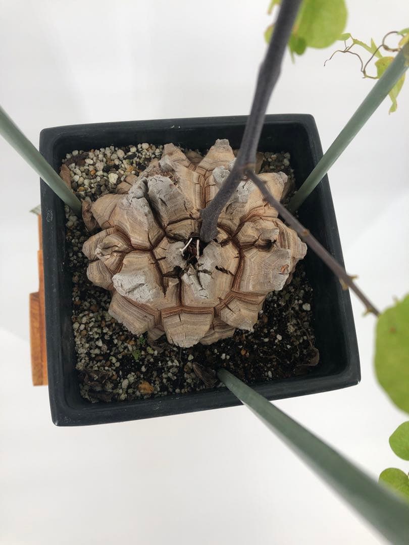 アフリカ亀甲竜　5号角鉢