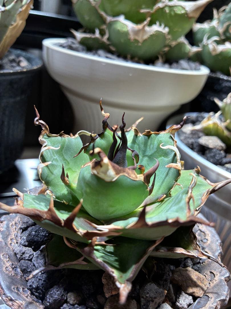 アガベ チタノタ　極上ハデス　うねうね　陽炎　コレクション株　写真現物鉢付き