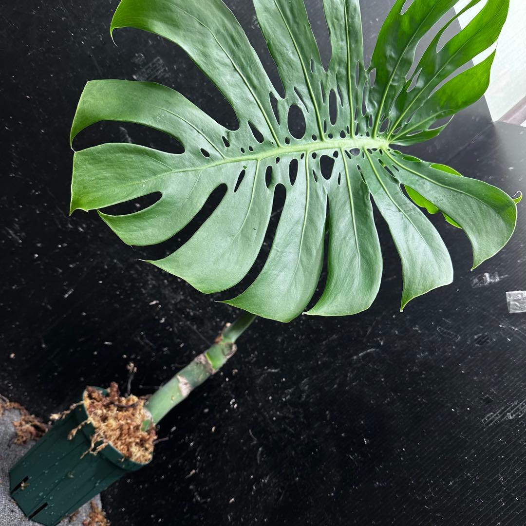 F*S様 モンステラデリシオーサマクロコズム超希少系統鉢植え66㎝