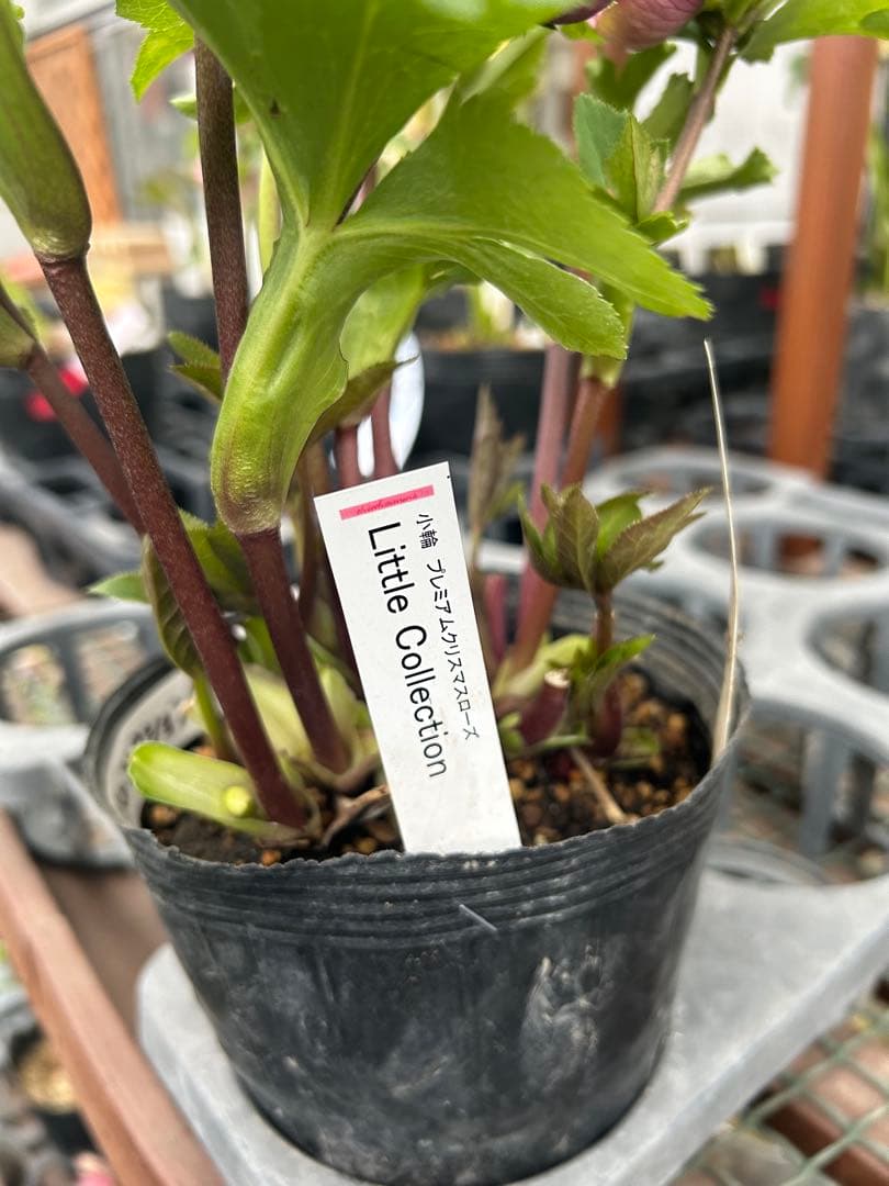 加藤農園 リトルコレクション Little Collection 同梱可能