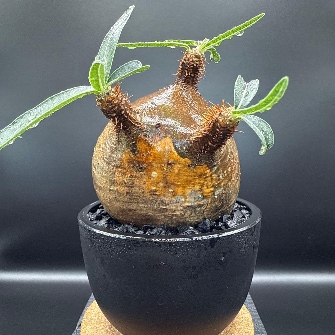 508　まん丸良型　パキポディウム　グラキリス　手乗りサイズ　発根済み