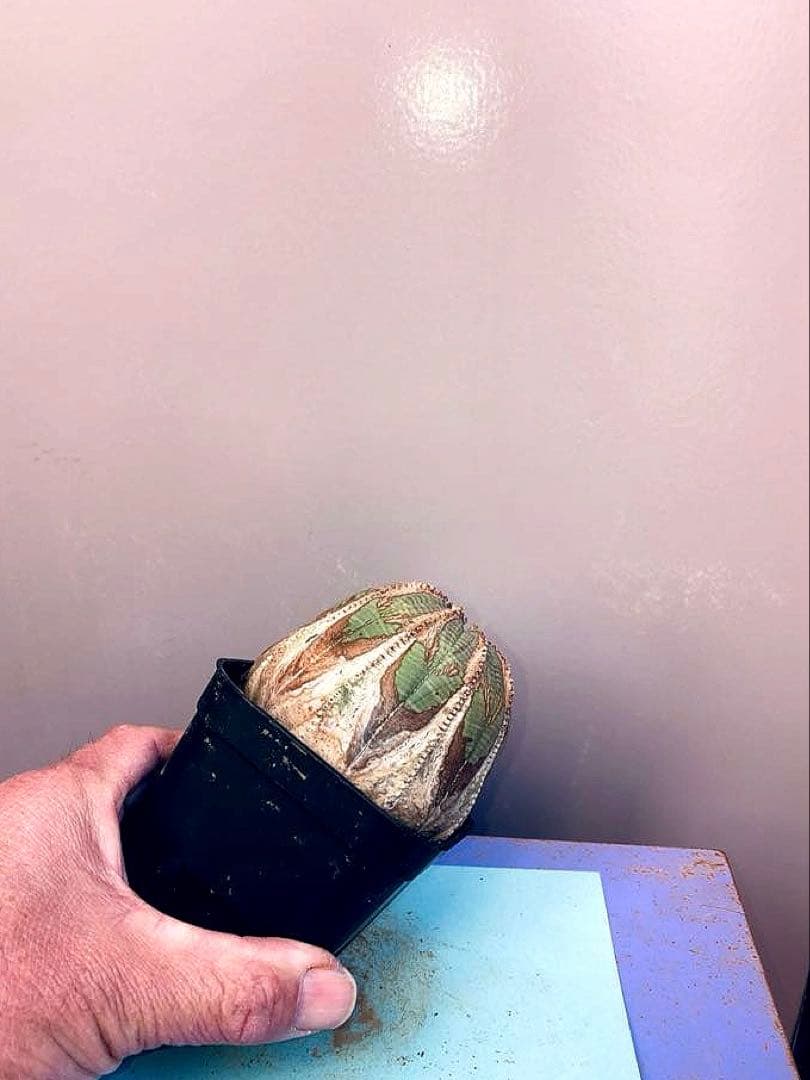 《3号Y》ユーフォルビア　オールド　オベサ　雌株