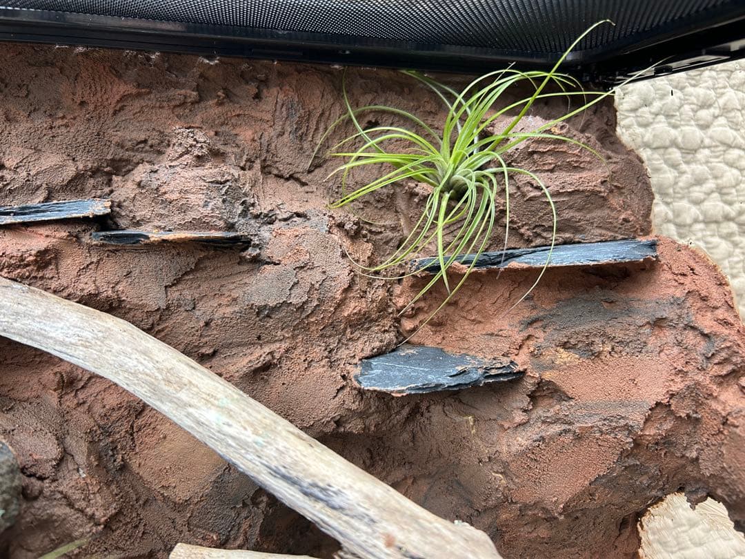 乾燥地帯ビバリウム　爬虫類ケース　ケージ　カナヘビ　トカゲ