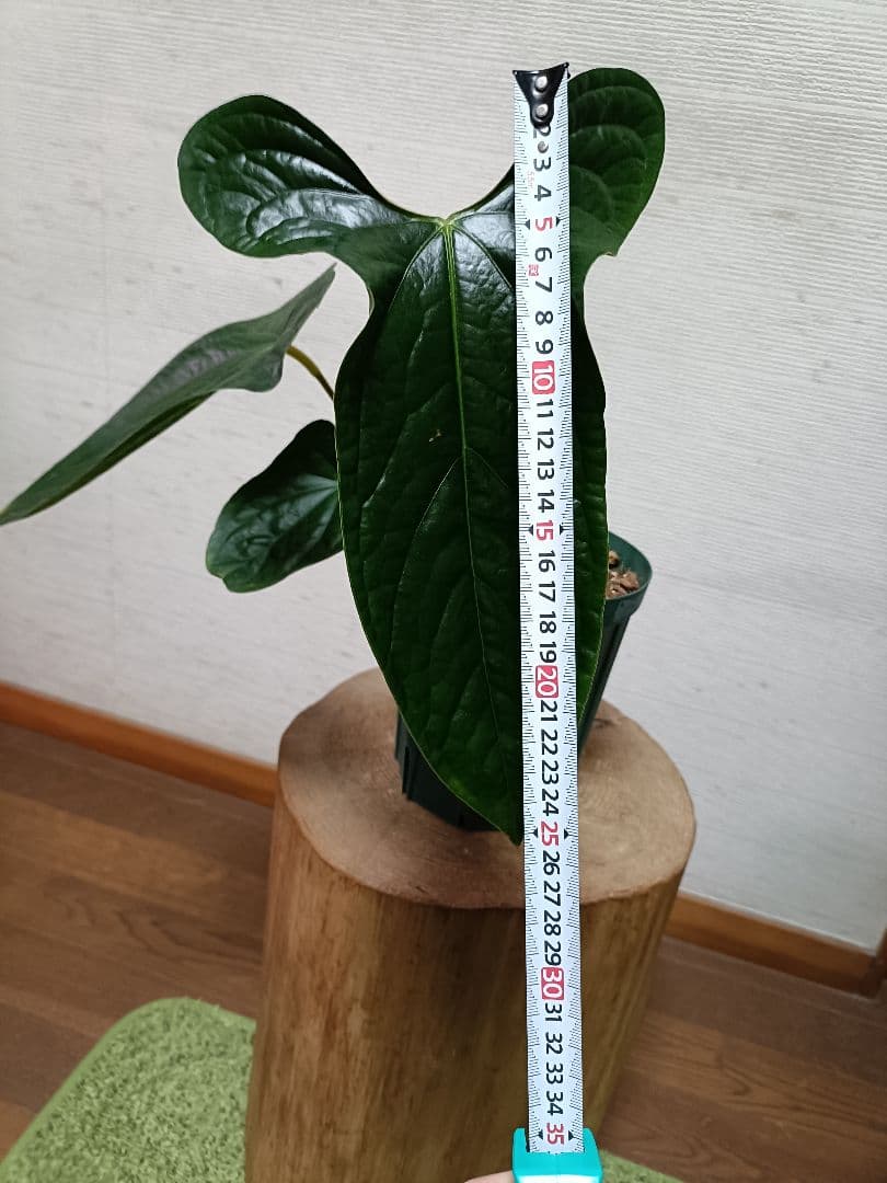 その他観葉植物 Anthurium Happy Bunny 'Inverse crossing'