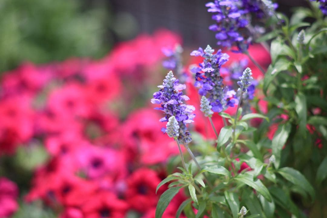 【完動•美品】 Canon New FD 200mm f2.8