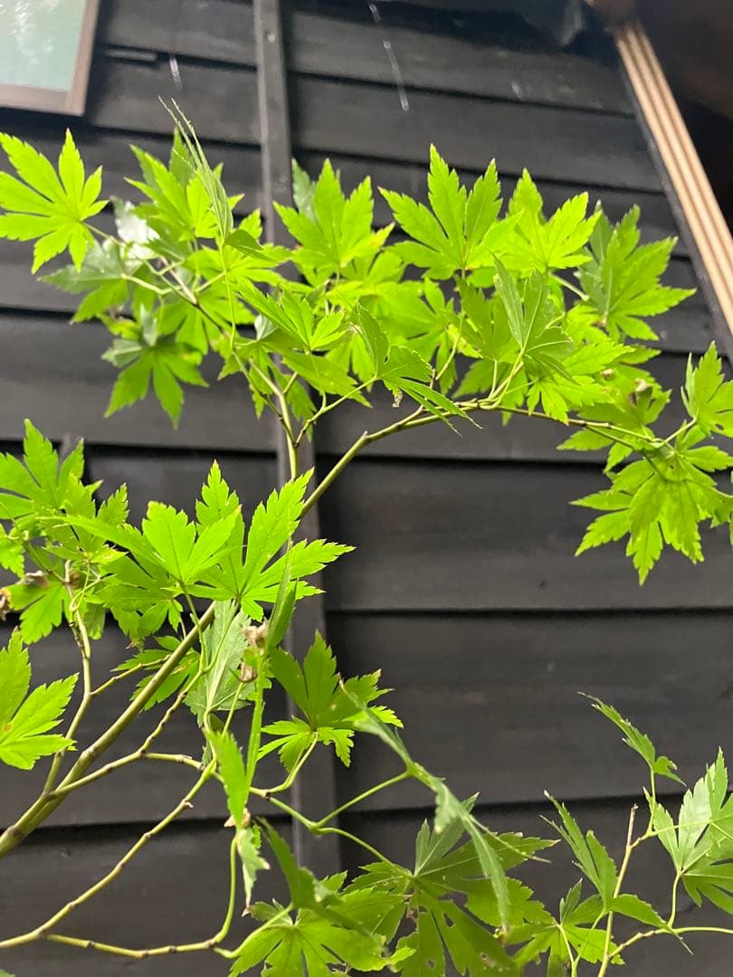 山採り　ウリハダカエデ ヤマモミジ　混合株