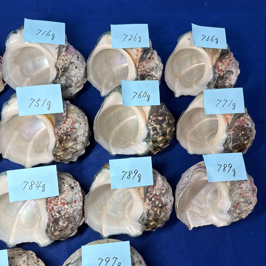 夜光貝　ヤコウ貝　まとめ売り　17個　12、8kg アクセサリー　ルアー