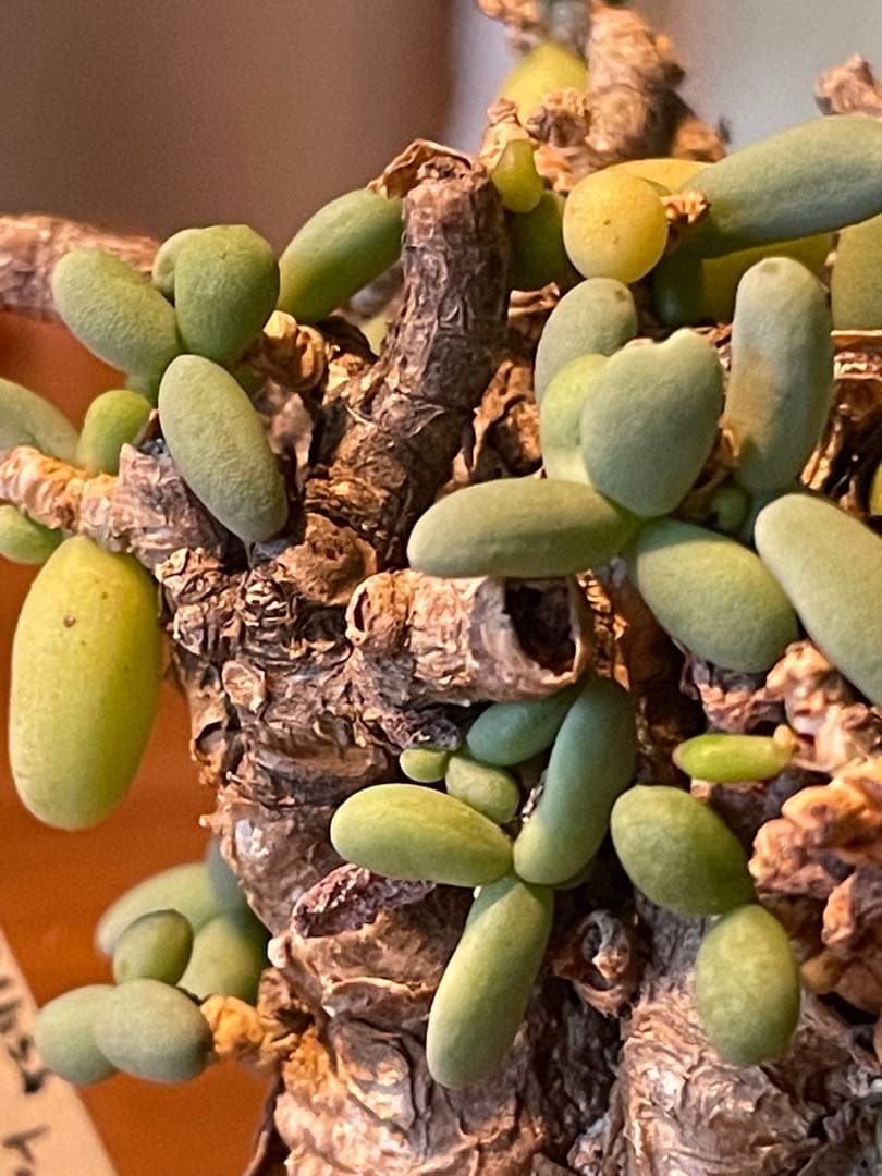 抜き苗発送【現地球／発根済】小さな巨人/粒葉ケラリア ピグマエア