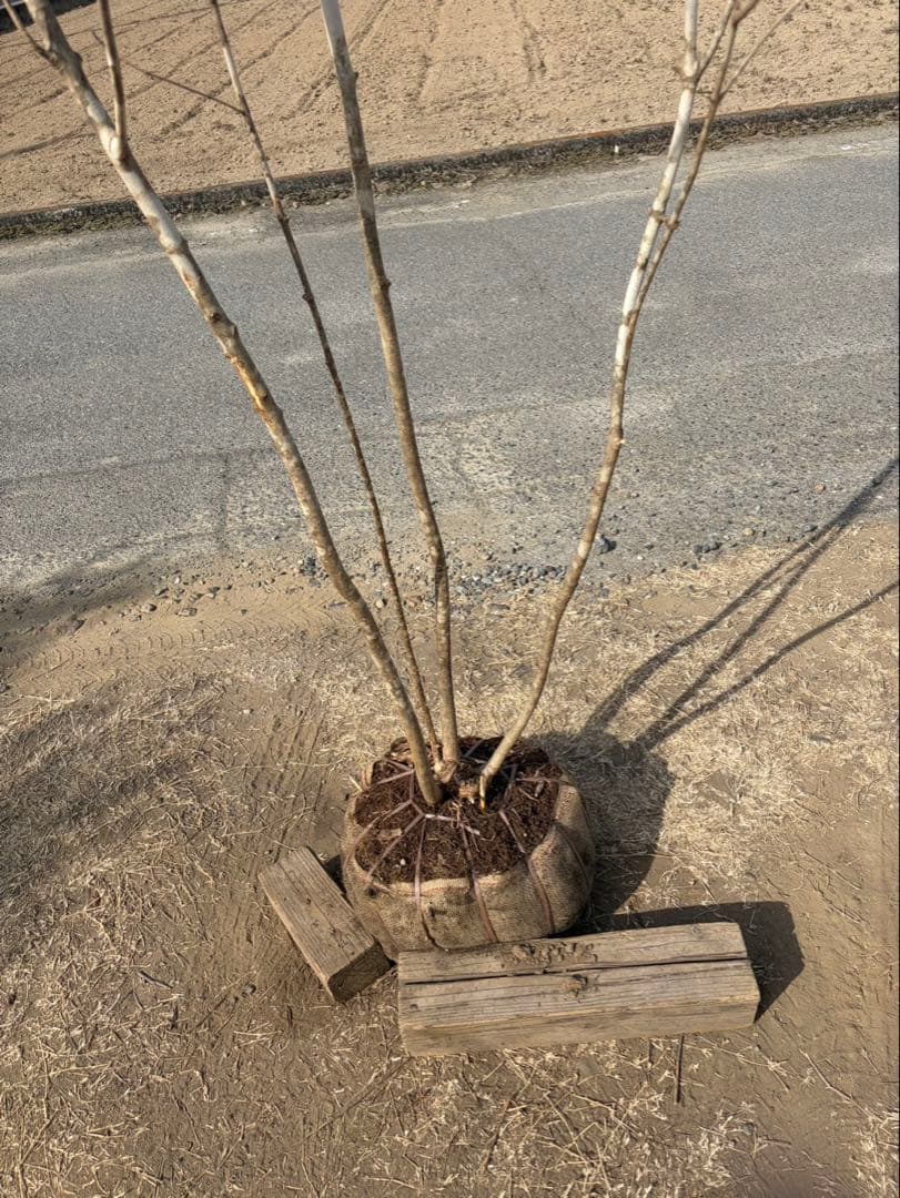 山採り アオダモ 株立ち 3本立ち 自然樹形