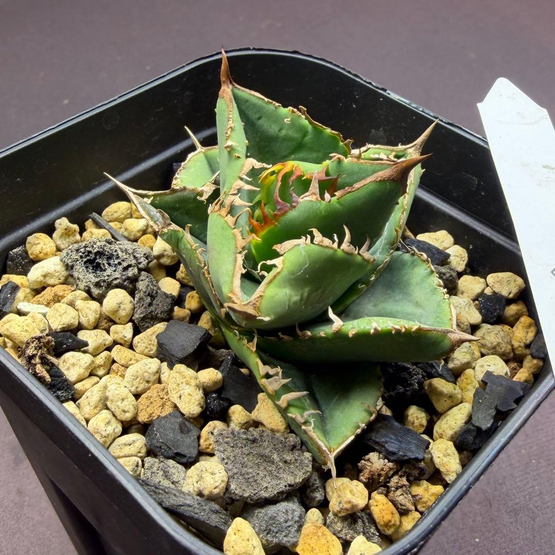 101326 毒刺ND 白犀牛