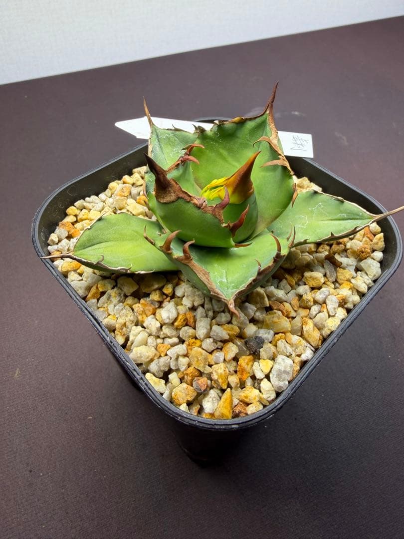 101326 毒刺ND 白犀牛