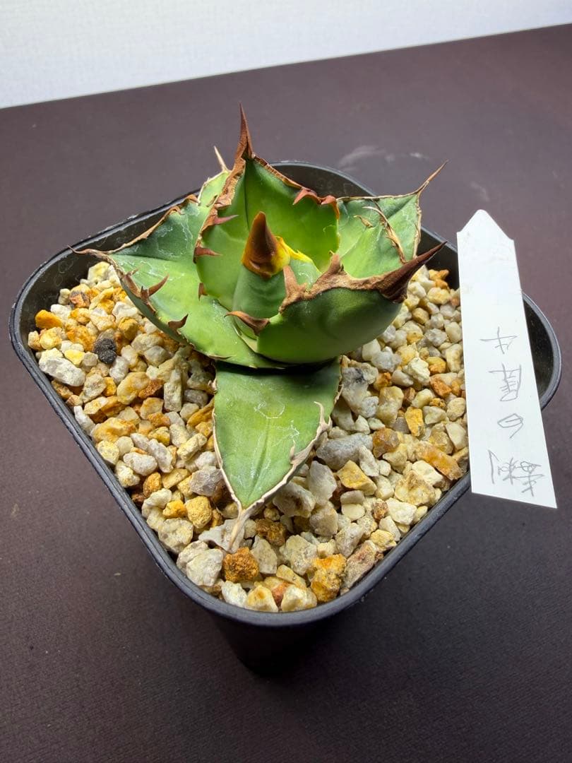 101326 毒刺ND 白犀牛