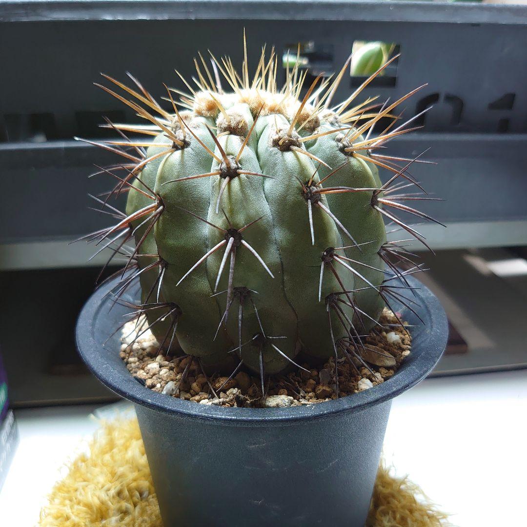 【良型！】逆鱗丸 コピアポア ハセルトニアナ