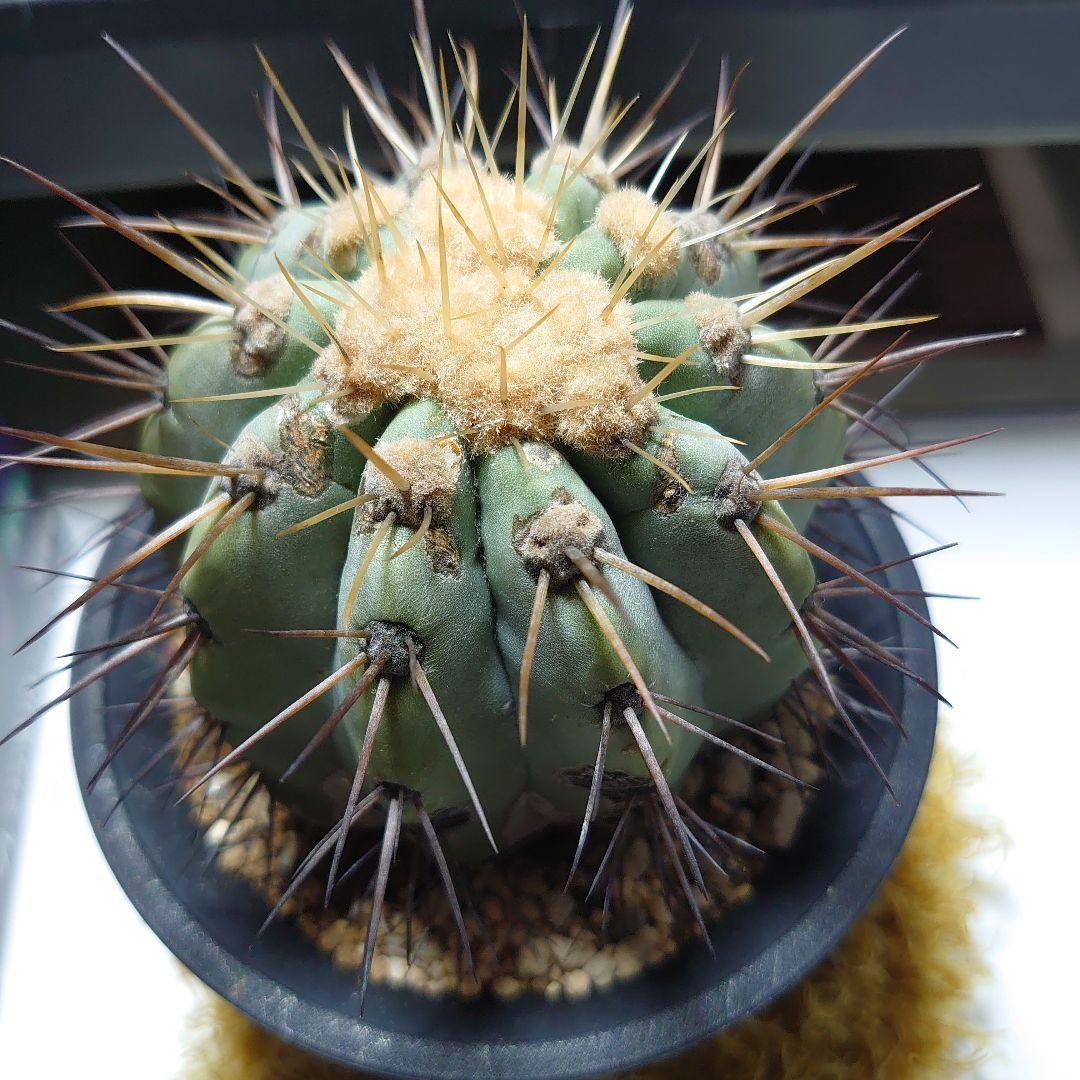 【良型！】逆鱗丸 コピアポア ハセルトニアナ