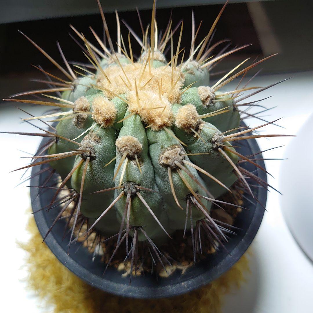 【良型！】逆鱗丸 コピアポア ハセルトニアナ