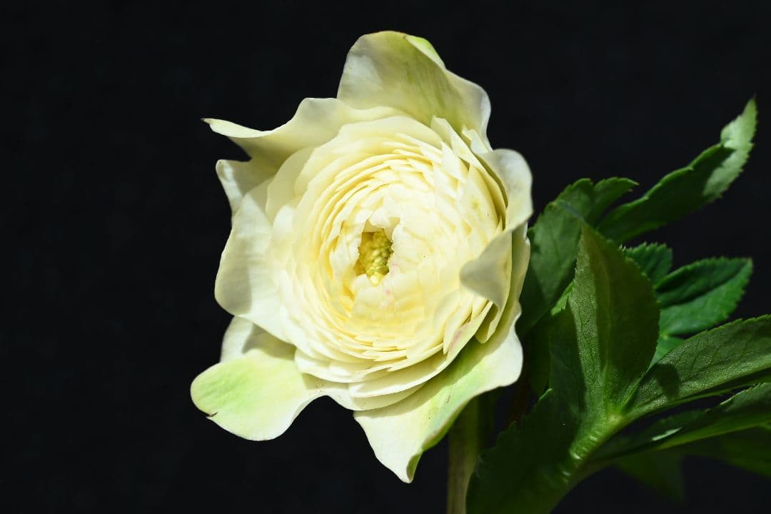 クリスマスローズ　必見！！超アフロディーテ　メビウス交配加藤農園