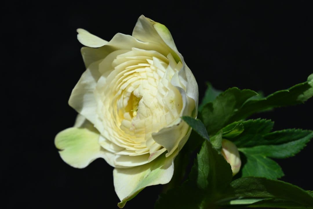 クリスマスローズ　必見！！超アフロディーテ　メビウス交配加藤農園