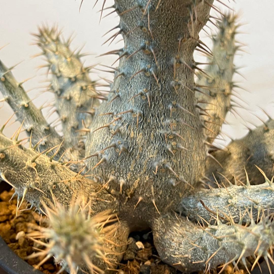 【美株】パキポディウムグラキリス 多頭 国内実生 塊根植物 多肉 サボテン