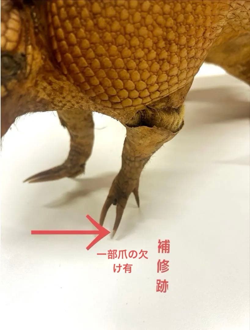 希少！　アルマジロ　剥製　　希少動物　珍品