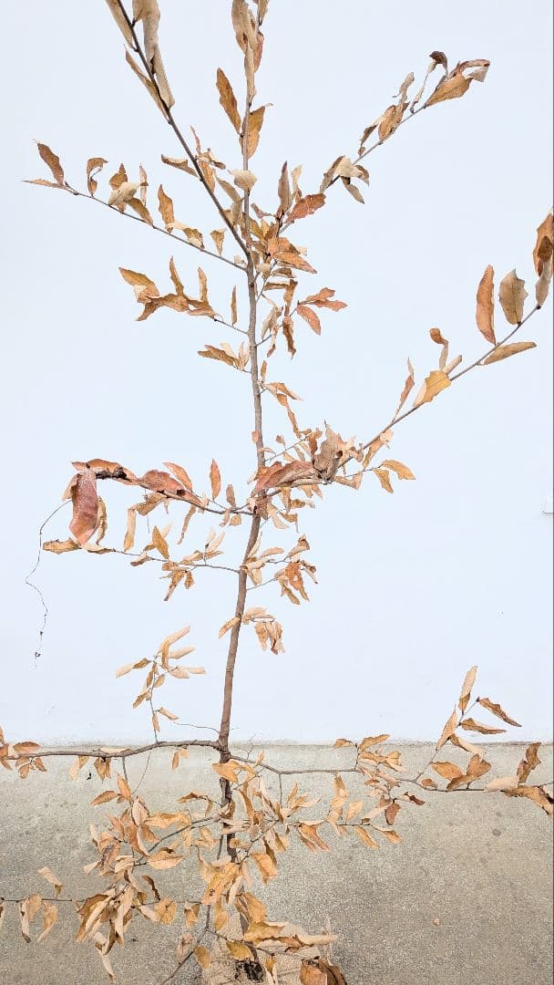 素性良好。山採りヤマコウバシ。