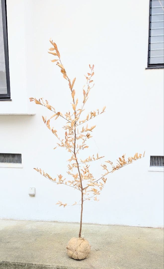 素性良好。山採りヤマコウバシ。