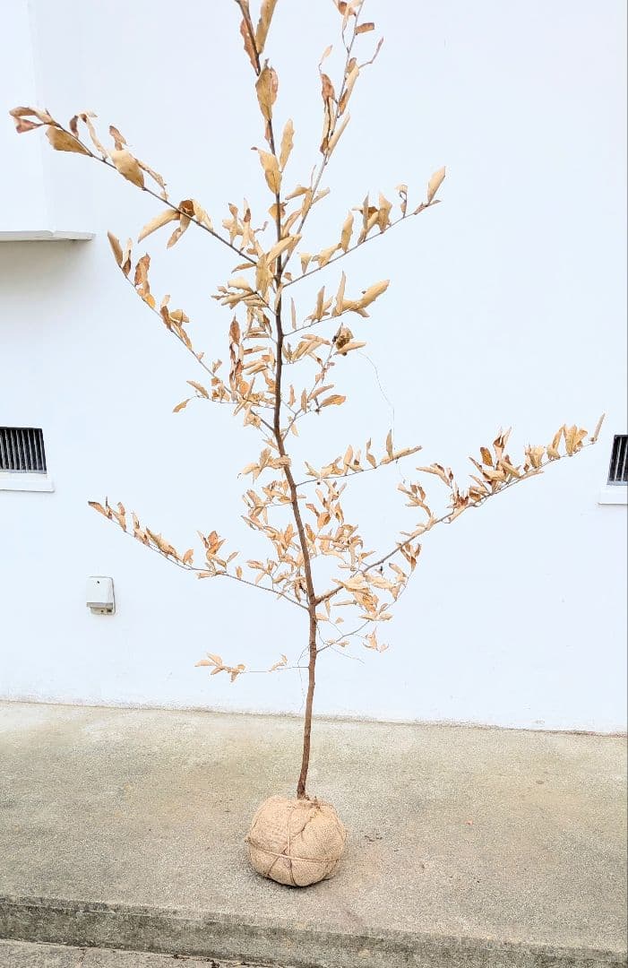 素性良好。山採りヤマコウバシ。