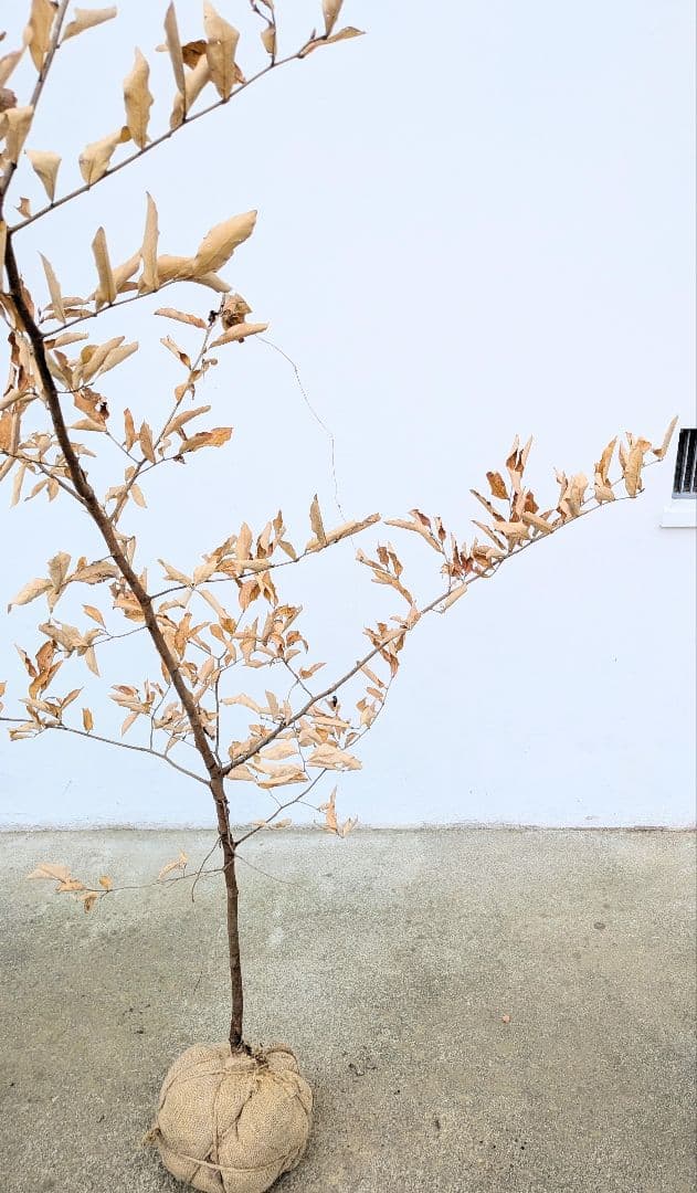 素性良好。山採りヤマコウバシ。