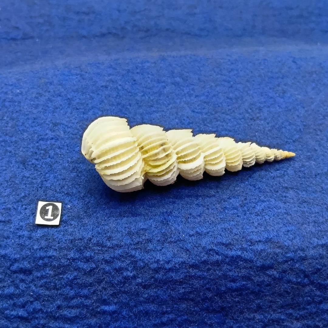 ①-1貝標本ヤエバイトカケ（蓋付：胴太型）