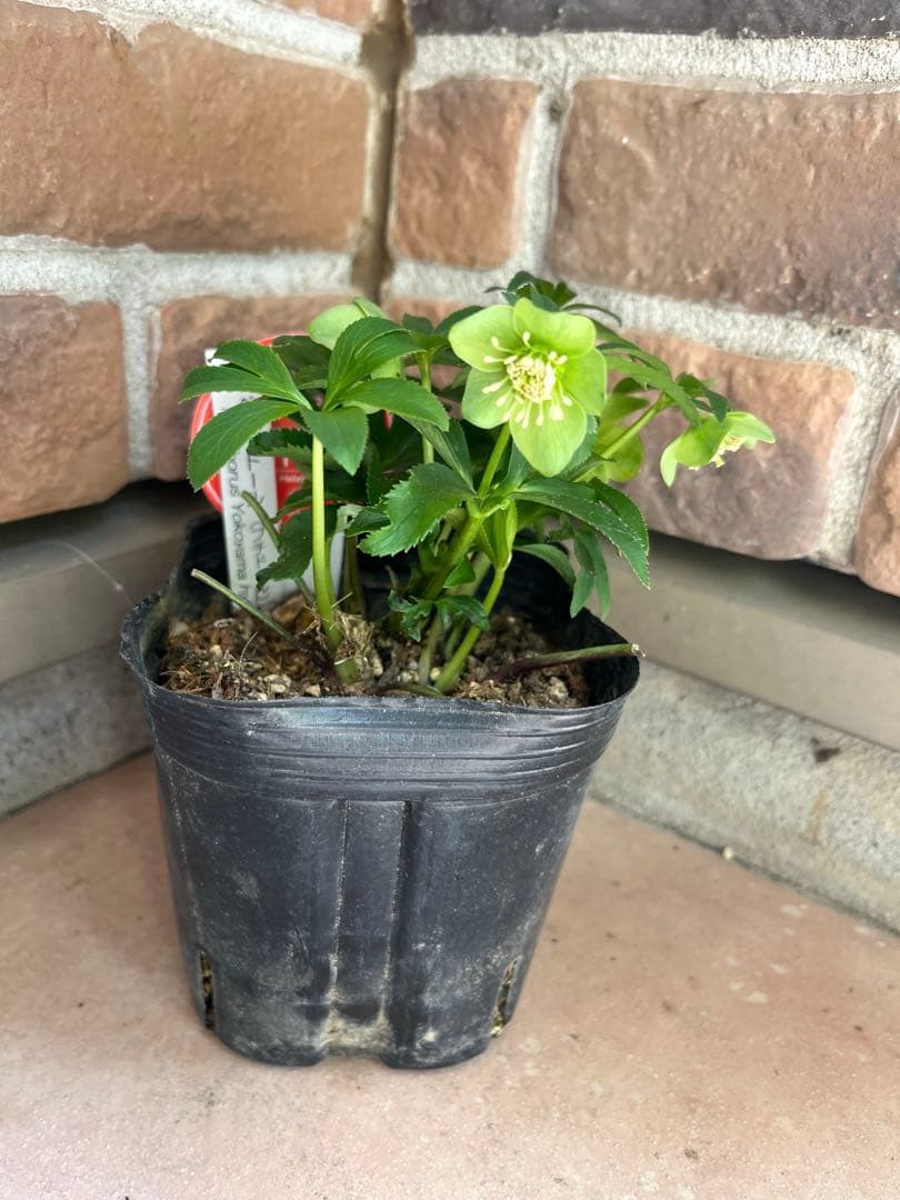 クリスマスローズ　横山園芸　ベビードール