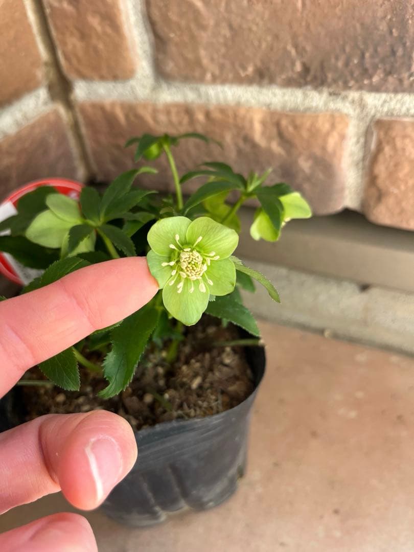 クリスマスローズ　横山園芸　ベビードール