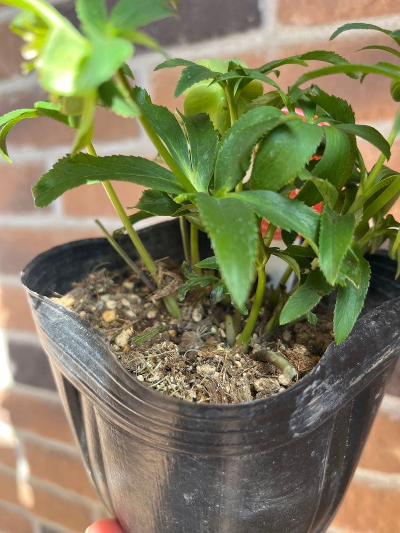 クリスマスローズ　横山園芸　ベビードール