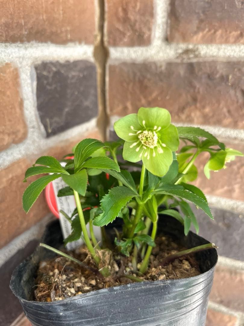 クリスマスローズ　横山園芸　ベビードール