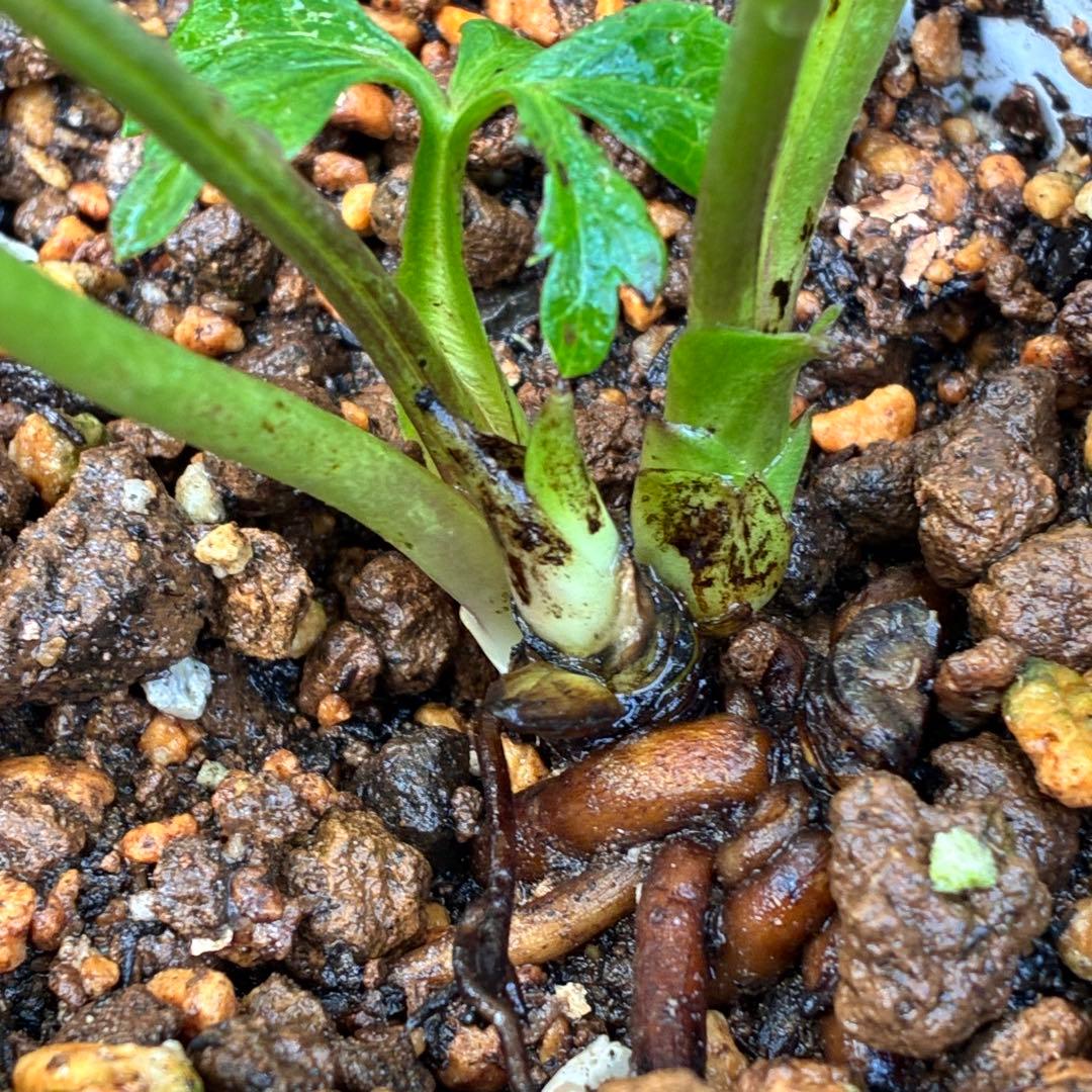 ち*ん様 ☘️ラスト2☘️タグ付き☘️新葉ワサワサ3279⭐️NEW⭐️Choc