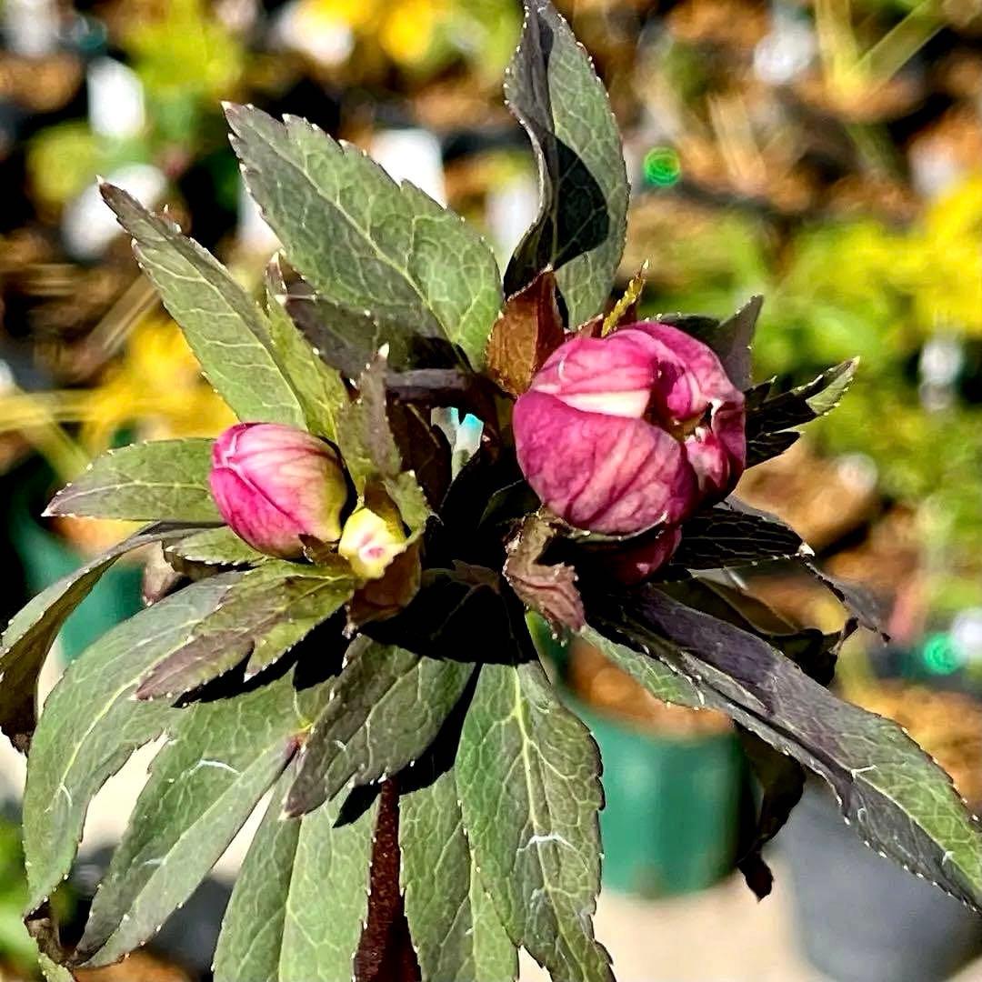 ち*ん様 ☘️ラスト2☘️タグ付き☘️新葉ワサワサ3279⭐️NEW⭐️Choc