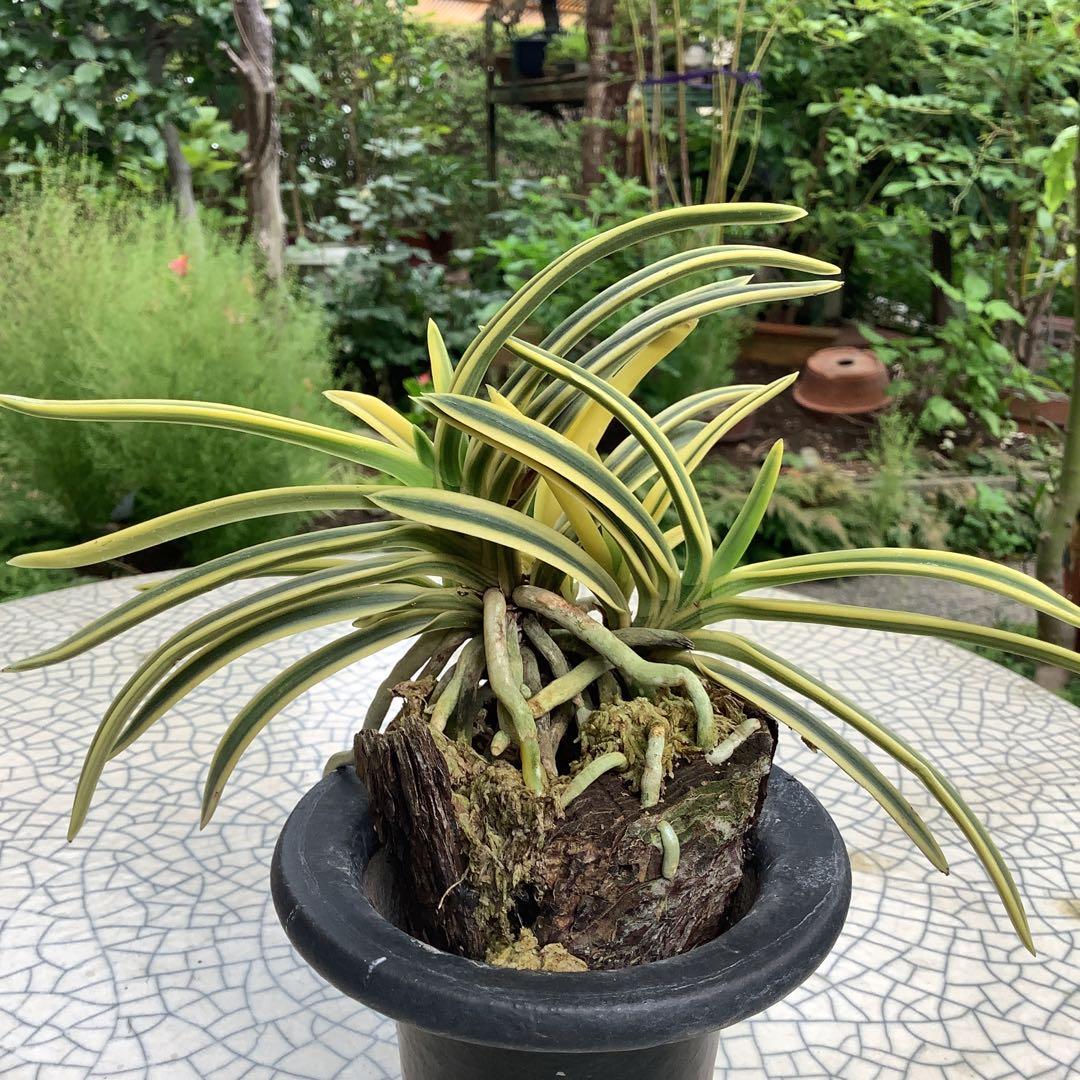 富貴蘭　風蘭　満月