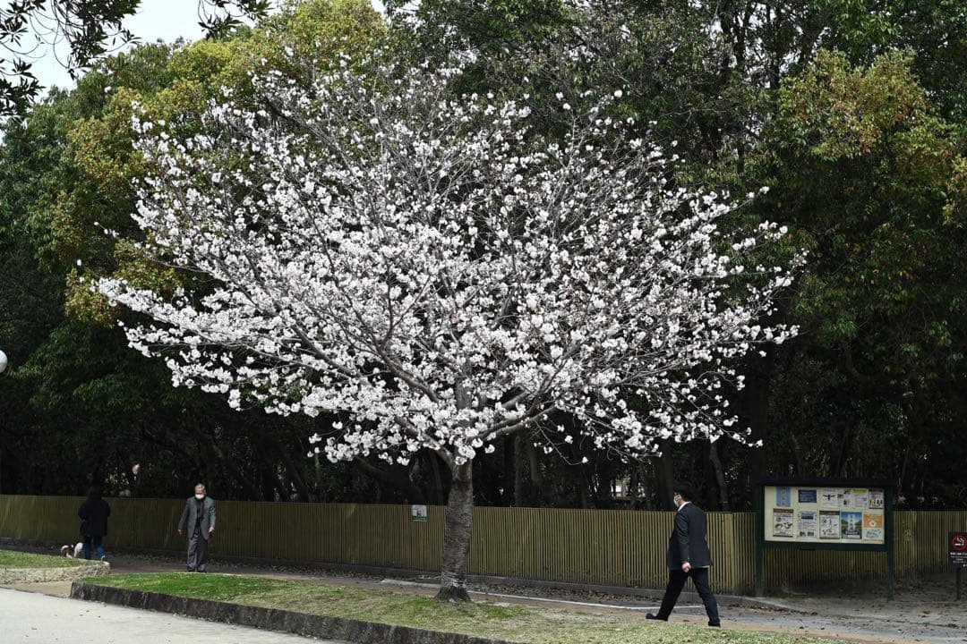 Y Y Y、ライカズミクロン50mmＦ2 2nd 元箱 専用フード