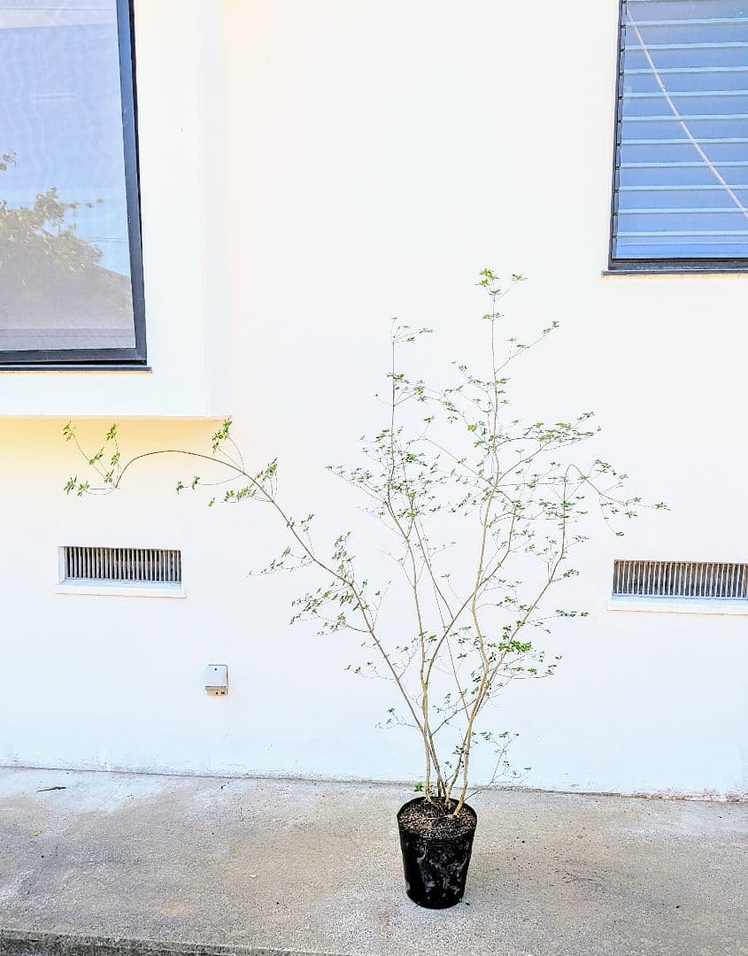 絶品。山採りドウダンツツジ。