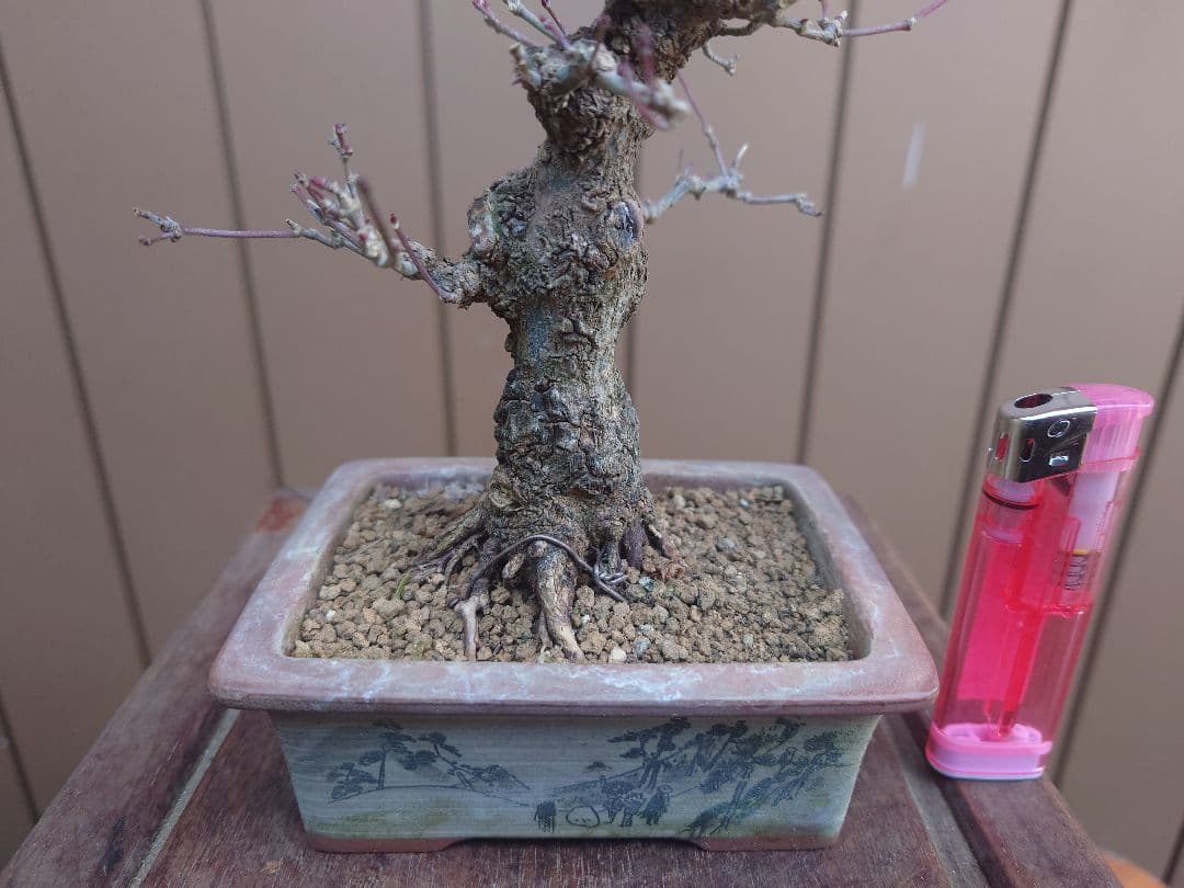 盆栽　荒皮もみじ　樹高14cm